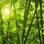 What is bamboo pulp