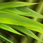 Bamboo Fibers and Its Applications