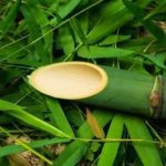 The difference between bamboo pulp paper and wood pulp paper